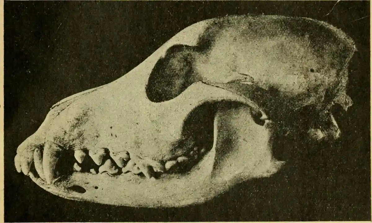 A black-and-white photograph shows a dog skull with visible teeth and eye sockets, overlaid with the text 'i'm not a dog i'm…