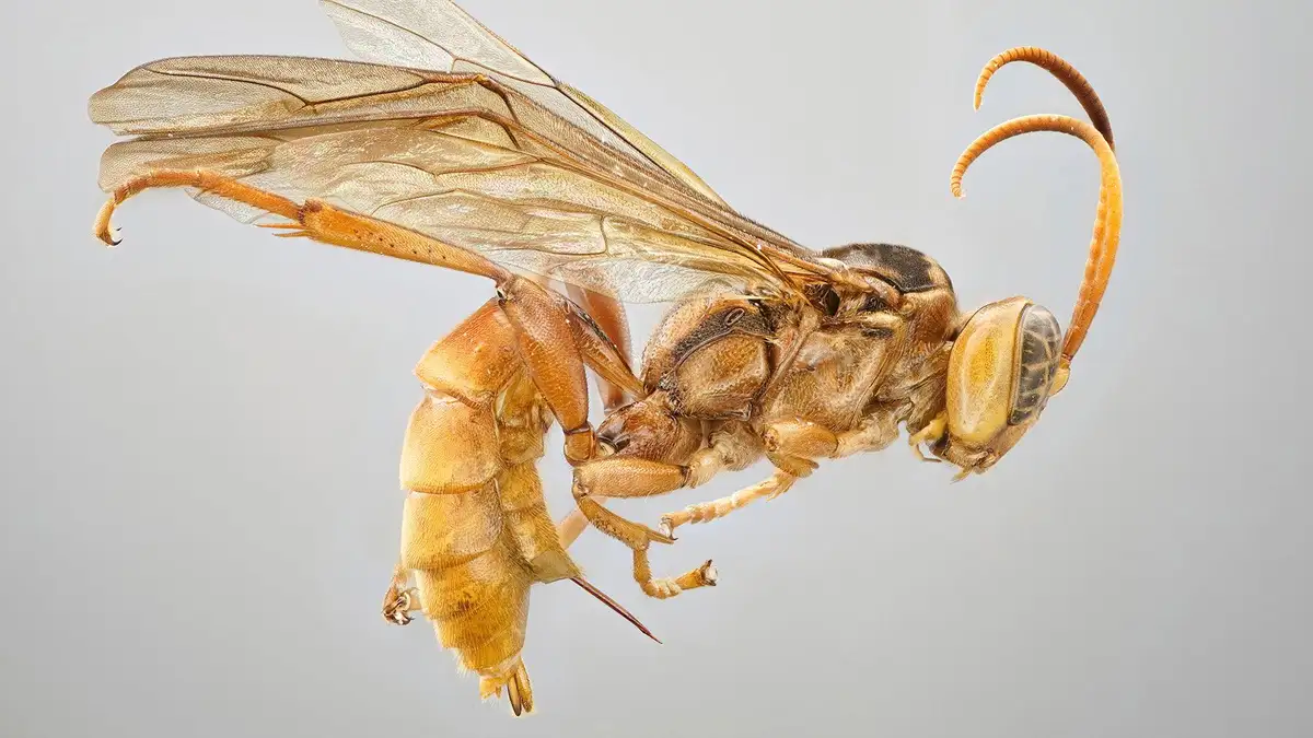A close-up photograph of a wasp with translucent wings and curved antennae, shown in a dynamic pose against a plain gray…