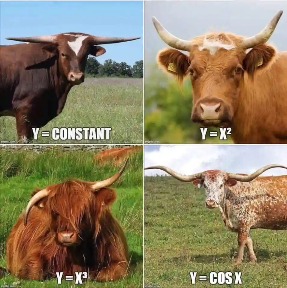 A four-panel meme featuring different breeds of longhorn cattle, each labeled with a mathematical function: top-left shows a…