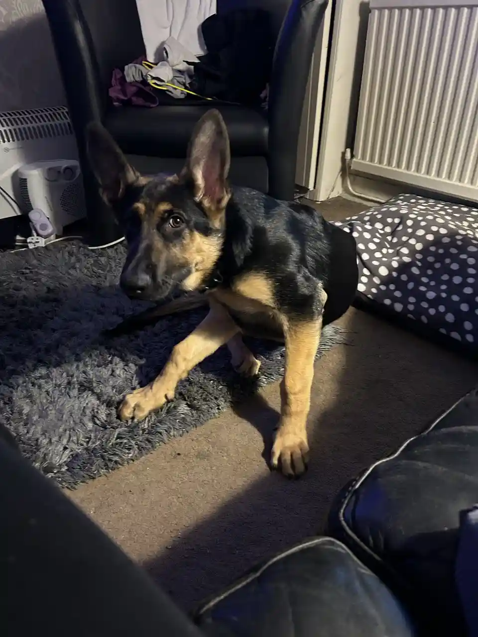 Meet My Adorable Dog!