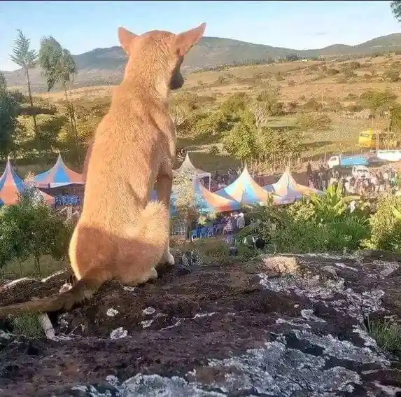 Look Over Yonder!