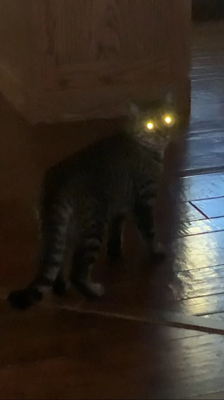 A blurry, low-light photo shows a tabby cat standing on a wooden floor with glowing yellow eyes, looking directly at the…