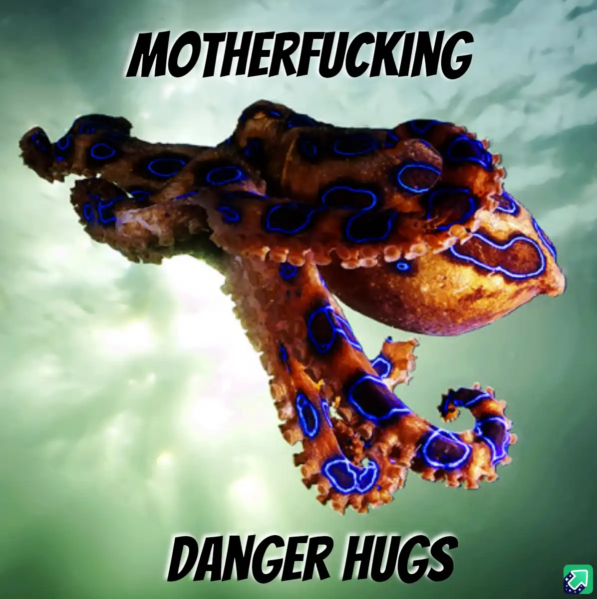A blue-ringed octopus is shown underwater with bold text overlaid at the top reading 'MOTHERFUCKING' and at the bottom…