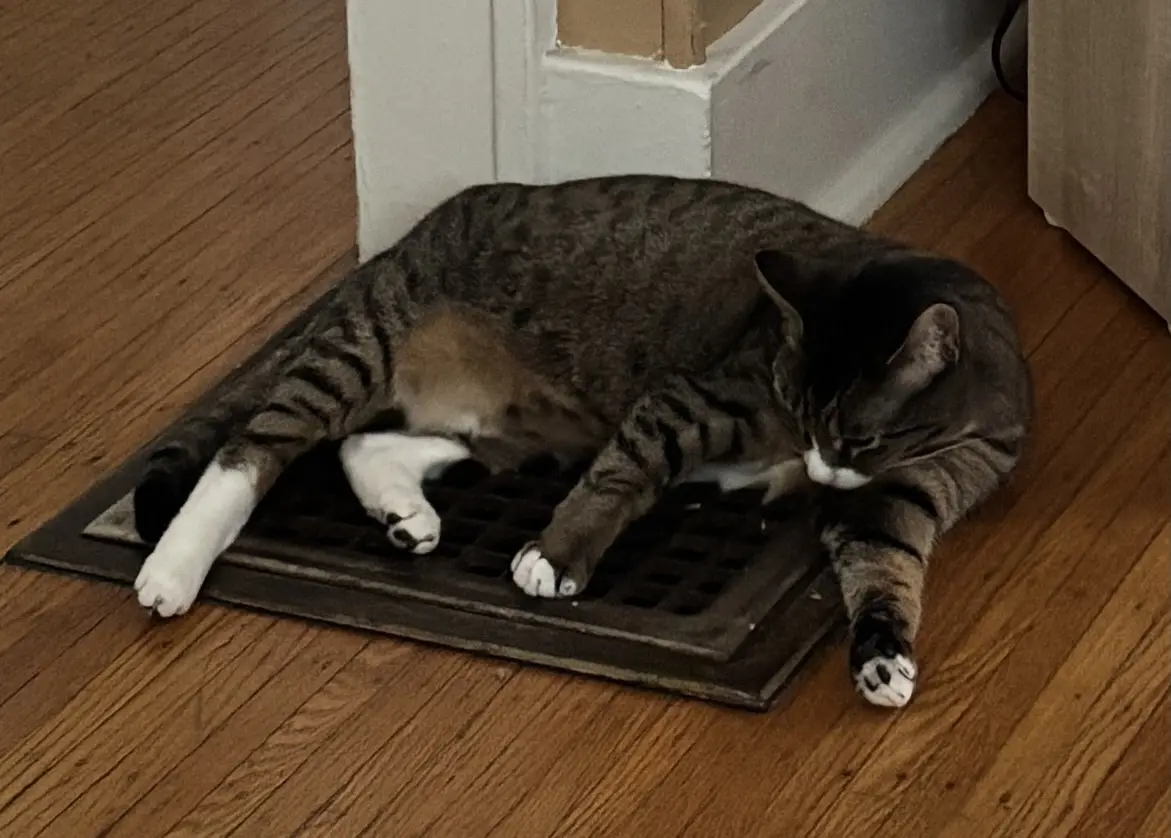 a tabby cat with white paws is curled up and sleeping on a metal floor drain cover on a wooden floor, with its head resting…