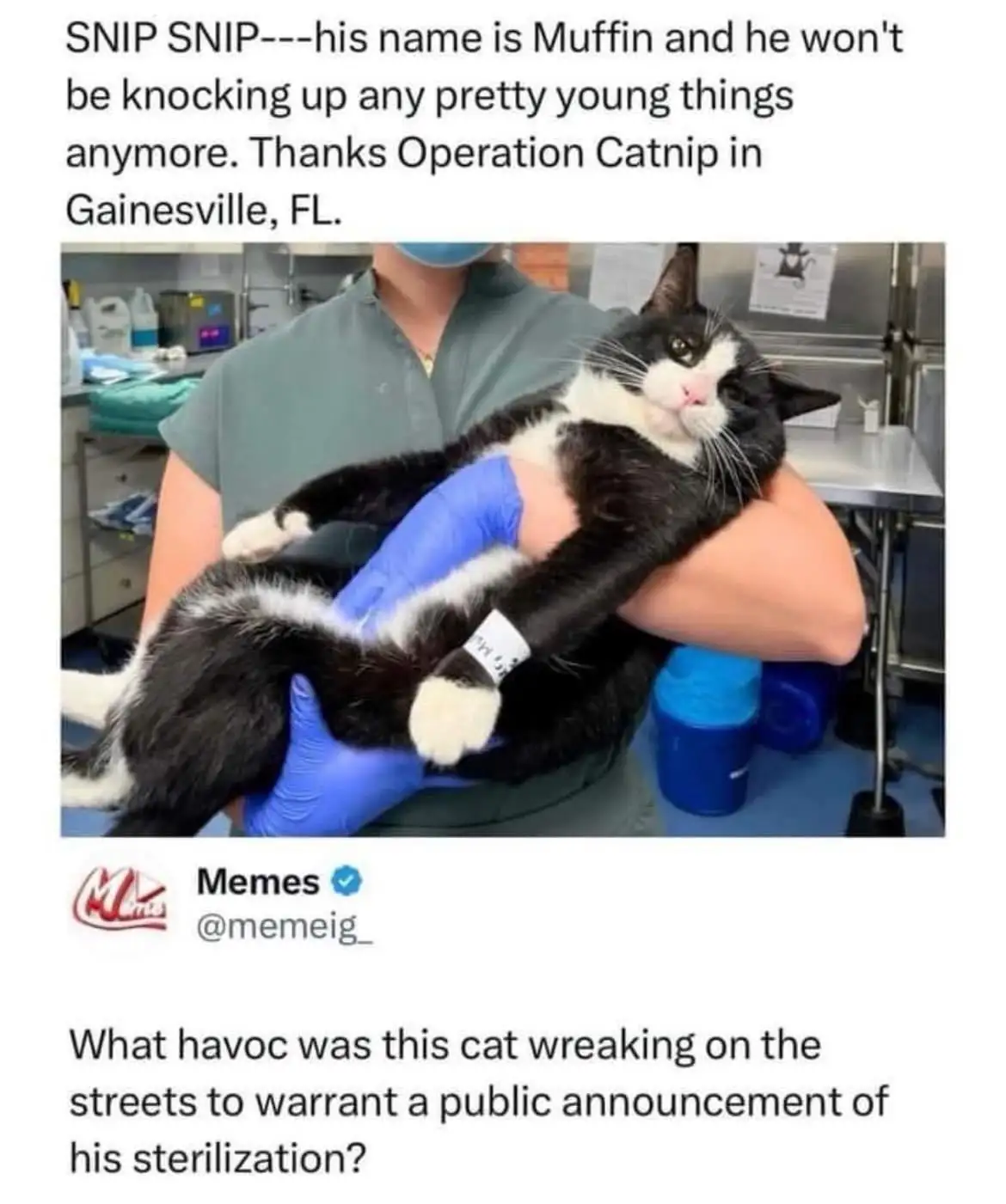 A black and white cat named Muffin is being held by a person in blue gloves and scrubs in a veterinary clinic, with a…
