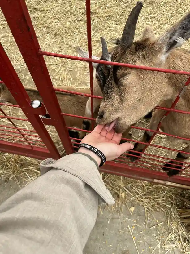 A person's hand is extended through a red metal fence toward a brown goat with horns, which is licking the person's palm…