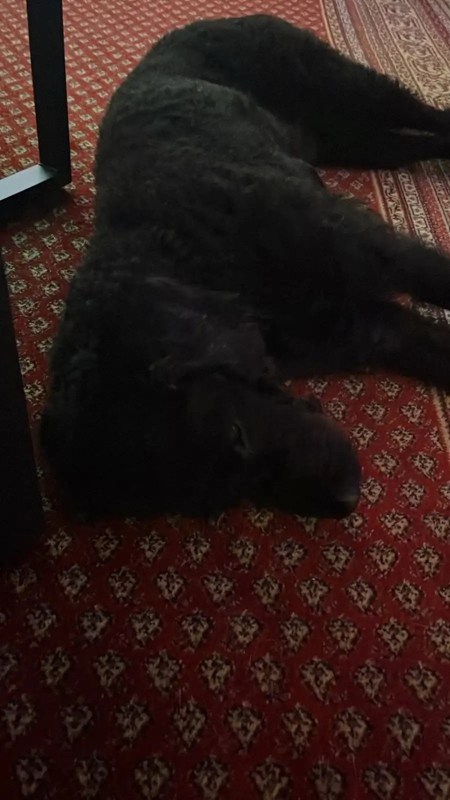 A black, curly-haired dog is lying on its side on a red patterned rug, appearing very relaxed or asleep. The overlaid text…