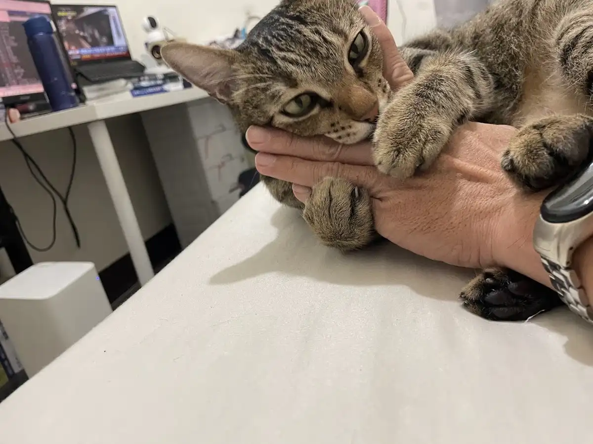 A tabby cat with green eyes is being held by a person's hands, looking unimpressed or annoyed. The cat's paws are resting on…
