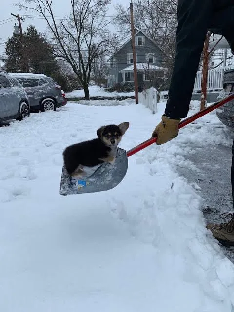 A small black and tan puppy sits comfortably in the scoop of a snow shovel being held by a person wearing gloves and dark…