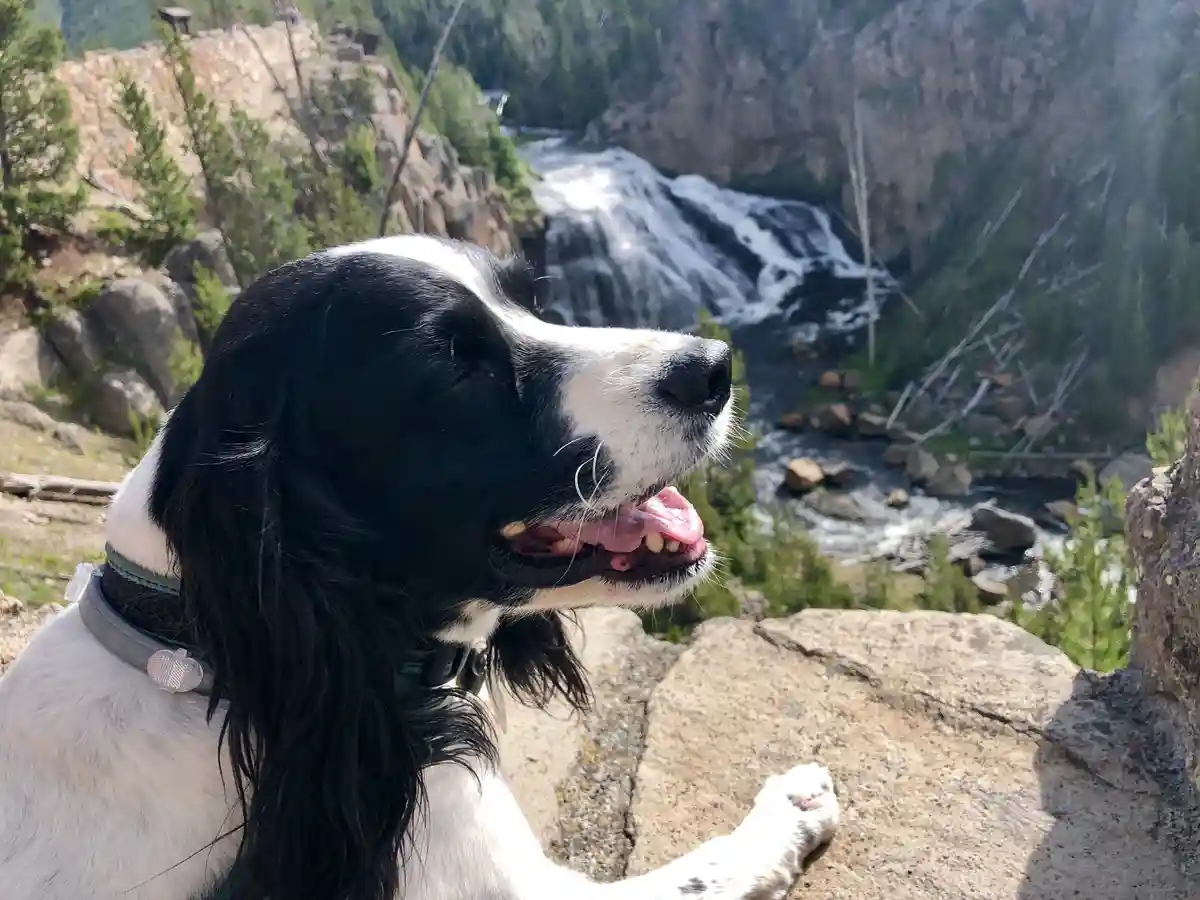 A Heartfelt Tribute to My Beloved Boy