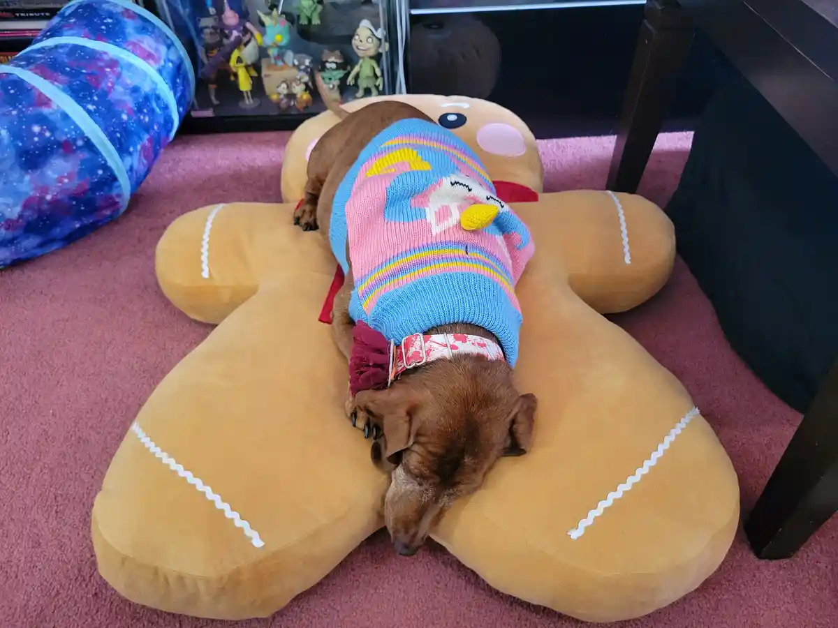A brown dachshund is sleeping soundly on a large, tan gingerbread man-shaped plush pillow. The dog is wearing a colorful…
