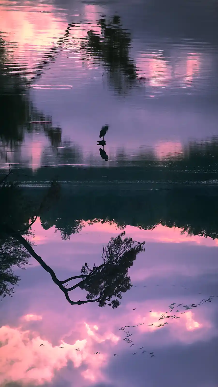A serene, vertically mirrored image shows a pink and purple sunset sky reflected in water, with silhouettes of birds flying…