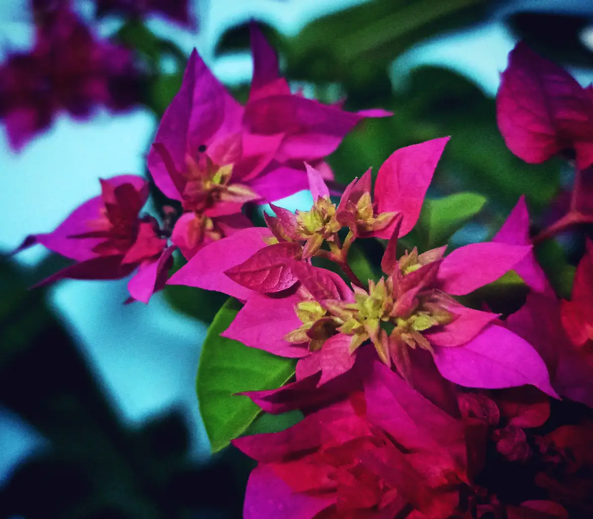 Captivating Flower Photography