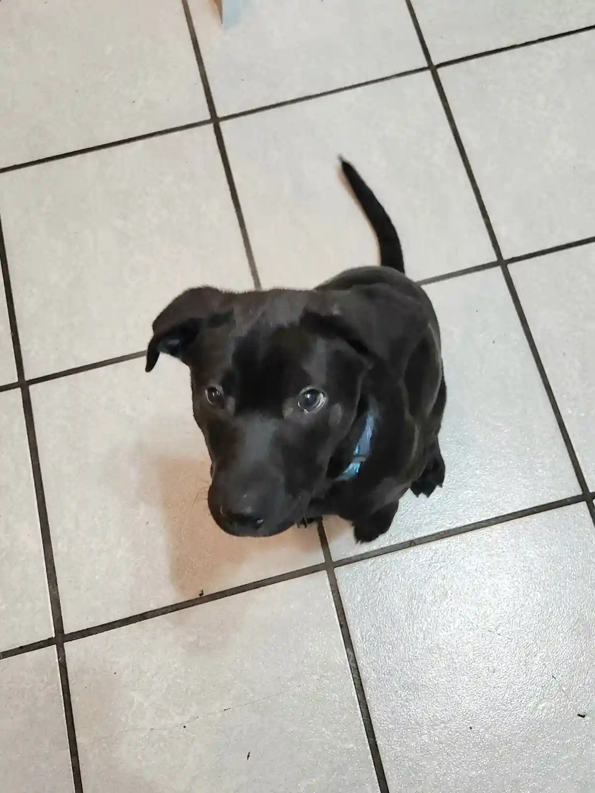 A small black puppy with floppy ears and a blue collar sits on a light-colored tiled floor, looking up at the camera with…