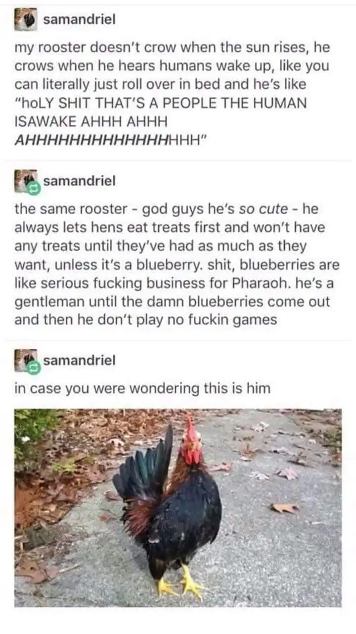 The image shows a black rooster with a red comb and yellow feet standing on a paved surface with fallen leaves around. The…