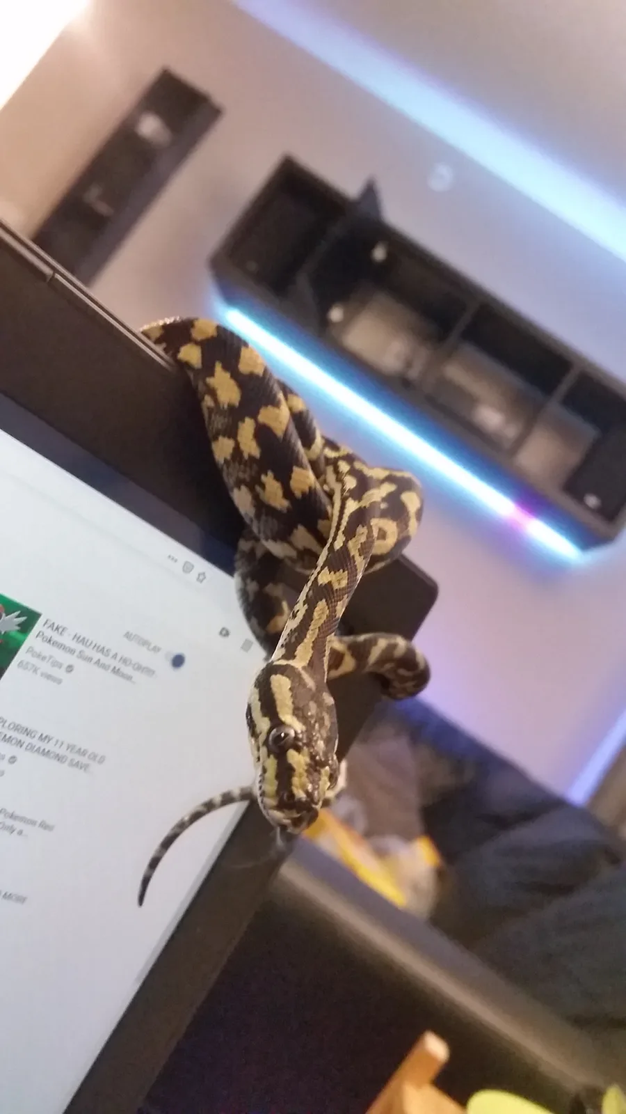 A large, patterned snake with black and yellow markings is coiled on the edge of a laptop screen, looking directly at the…