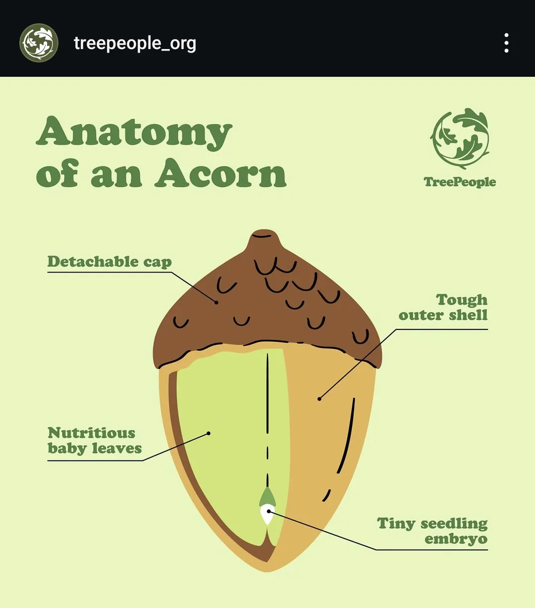 Acorns: The Coolest Nuts on the Block