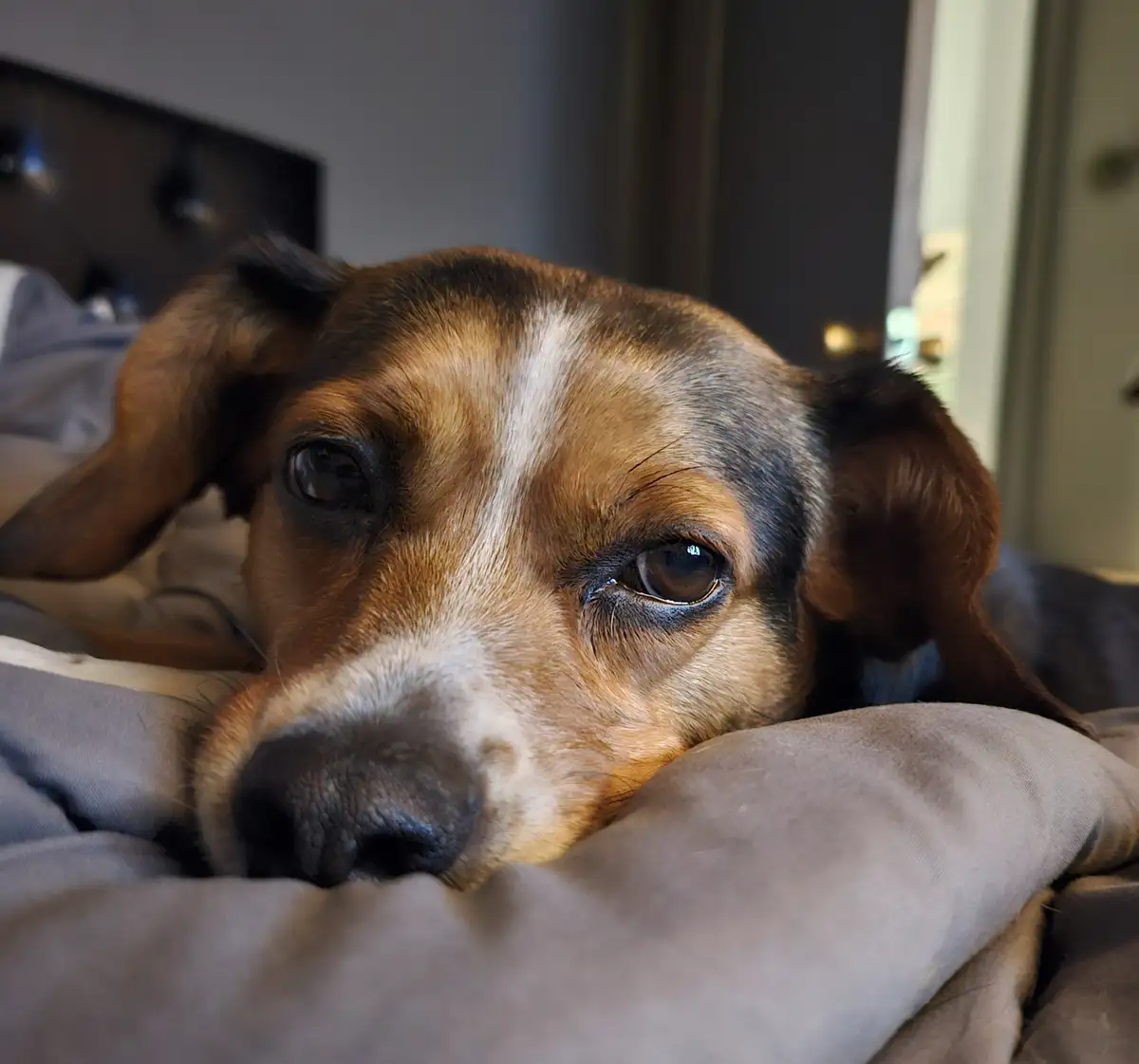 A close-up photo of a brown and white dog with droopy eyes and floppy ears resting its head on a gray pillow or blanket. The…