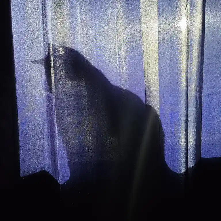 The Mysterious Shadow Cat