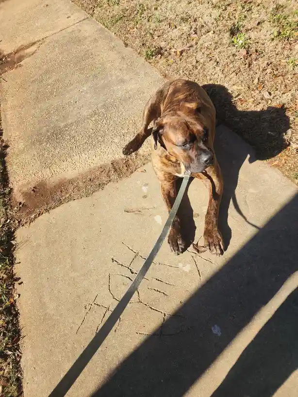 A large brindle dog with a black muzzle and floppy ears lies on a concrete sidewalk next to dry grass, wearing a collar and…