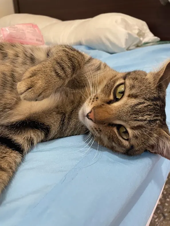 A tabby cat lies on its back on a blue bedsheet, one paw raised near its chest, looking directly at the camera with wide…