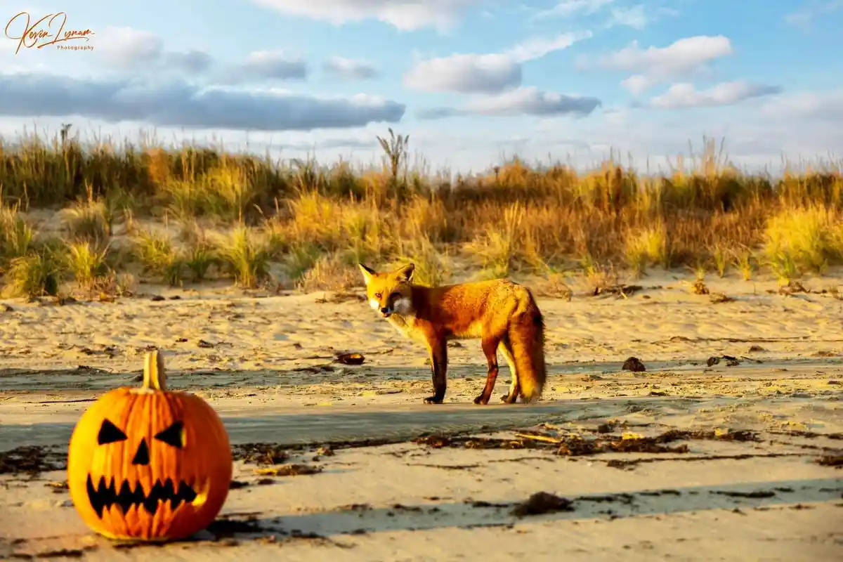 The Curious Encounter of Pumpkin and Fox