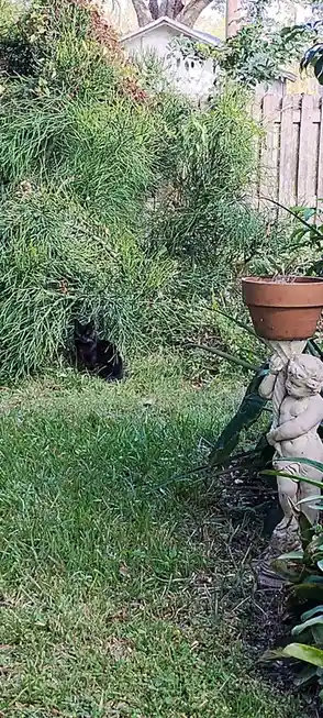 A small black cat sits alertly in a grassy garden, partially hidden behind a large green bush. To the right, a stone cherub…