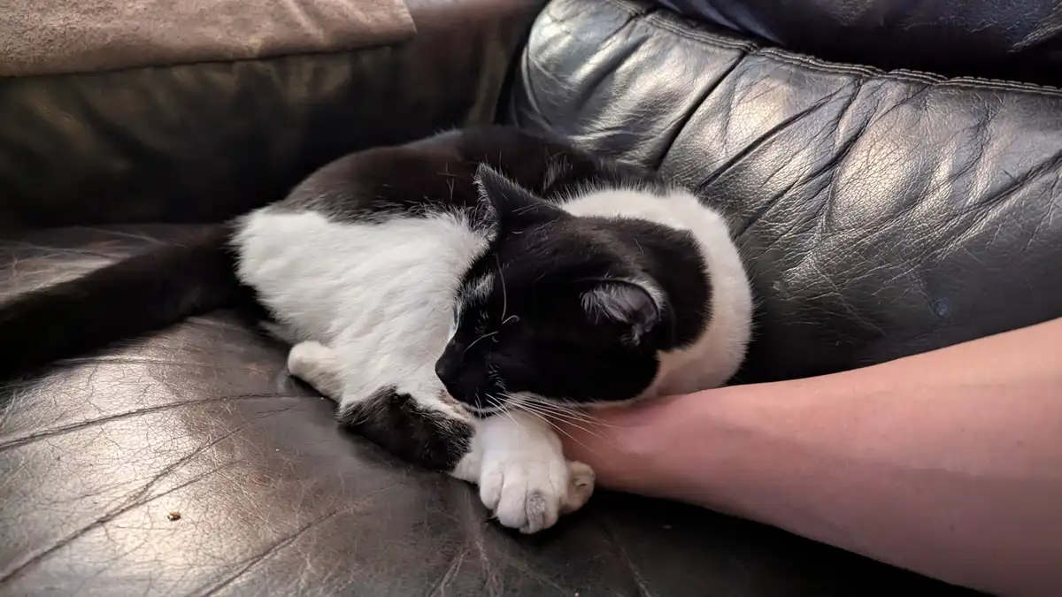 A black and white cat is curled up asleep on a dark leather couch, its head resting on a person's arm. The cat's eyes are…