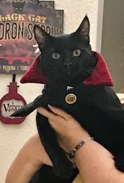 A black cat wearing a red-collared vampire cape is being held by a person. Behind the cat, a sign reads 'BLACK CAT VAMPIRE…