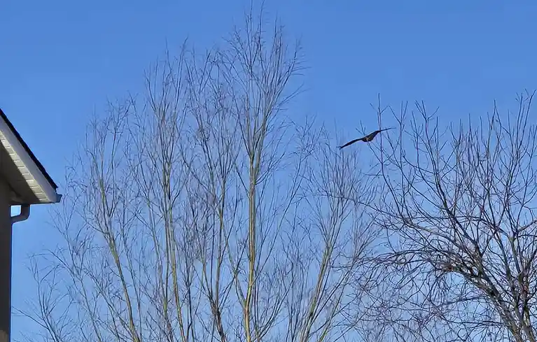 A dark bird is captured mid-flight against a clear blue sky, weaving between the bare branches of leafless trees. The corner…