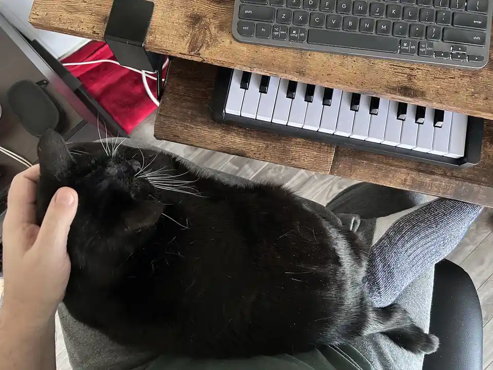 A black cat with white whiskers is curled up and being petted on the lap of a person wearing grey pants, sitting at a wooden…