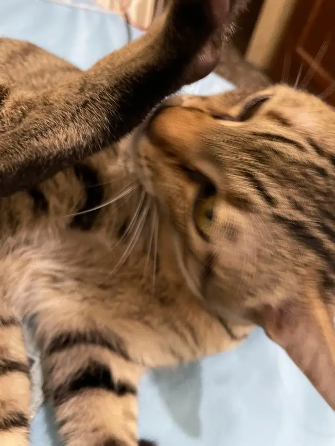 A close-up photo of a brown tabby cat lying on its back on a light blue surface, with one paw raised and resting near its…