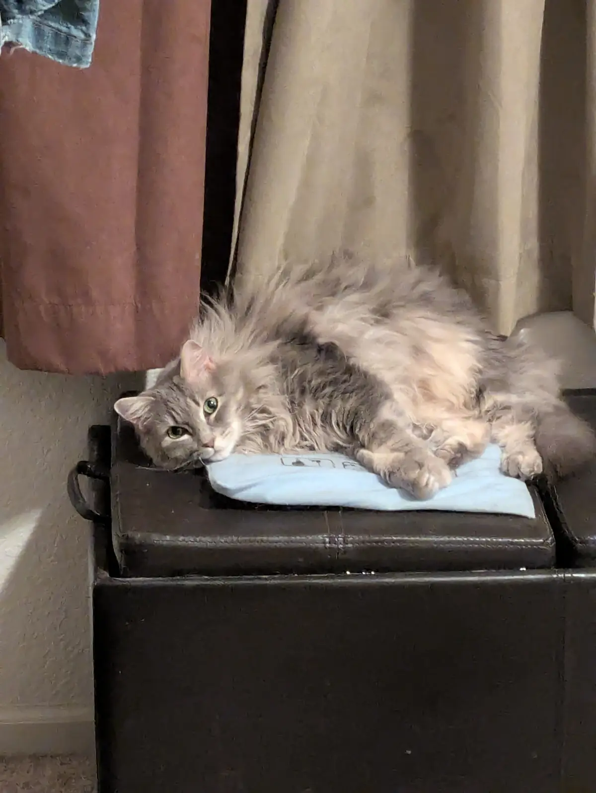 A fluffy gray cat with green eyes lies sprawled on a light blue towel atop a dark brown leather ottoman, looking directly at…