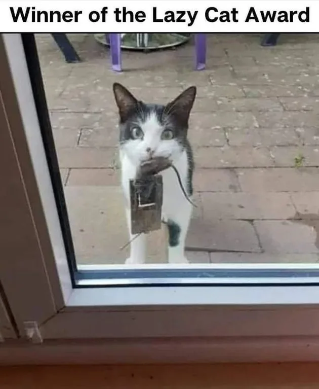 A black and white cat stands outside a glass door, holding a mousetrap in its mouth, looking directly at the camera with…