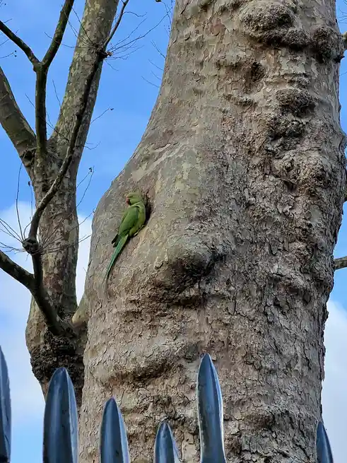 A green parrot perches on the gnarled bark of a large tree trunk that has a natural, humorous resemblance to a human face…