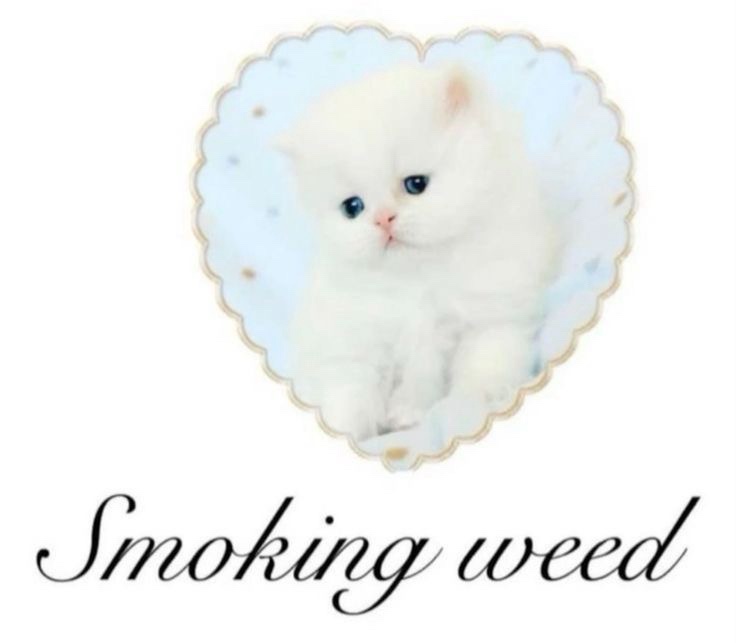 A fluffy white kitten with large blue eyes is framed inside a decorative heart-shaped border with a light blue background…