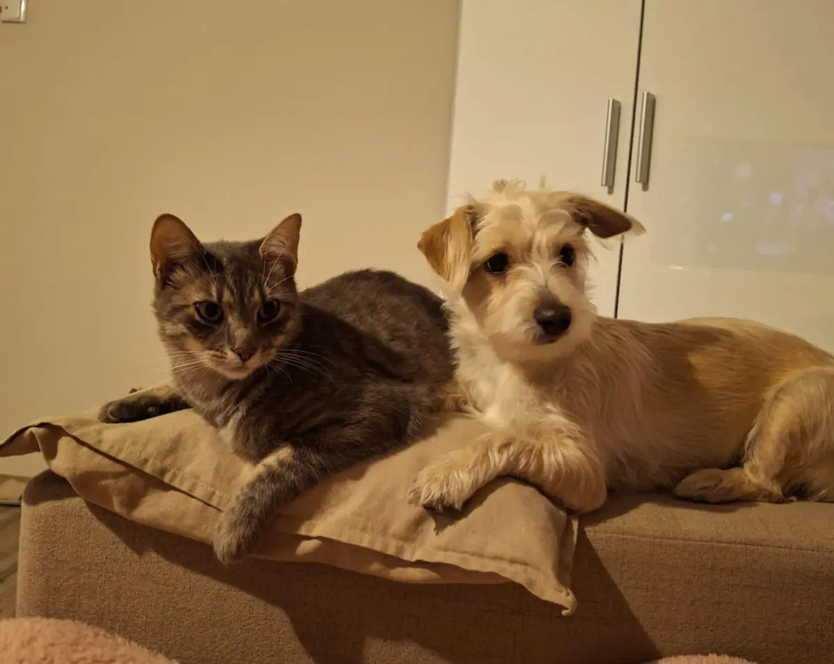 A gray tabby cat and a scruffy light-brown dog are lying side-by-side on a beige cushion atop a couch, both looking directly…