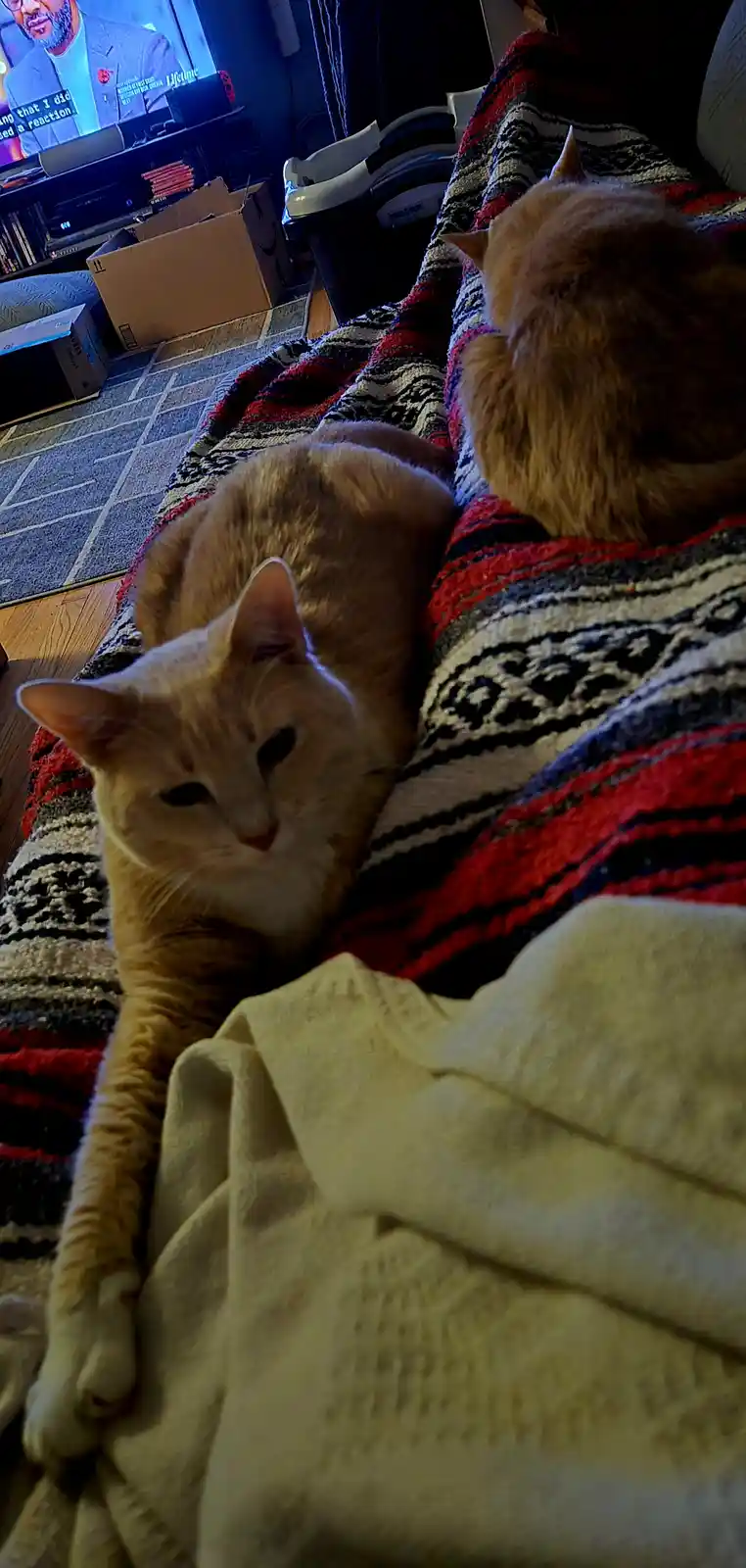 Two orange cats are lounging on a patterned blanket on a couch in a dimly lit living room. One cat faces the camera with a…