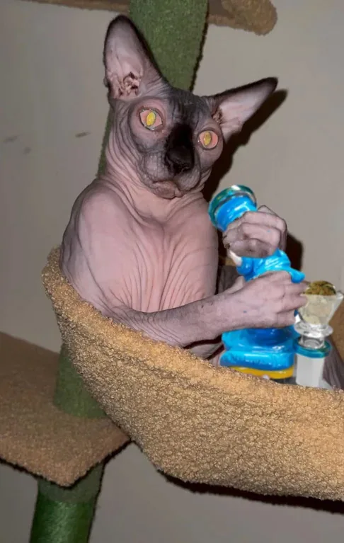 A hairless sphynx cat sits on a carpeted cat tree perch, holding a blue glass bong with both paws. Its eyes are digitally…
