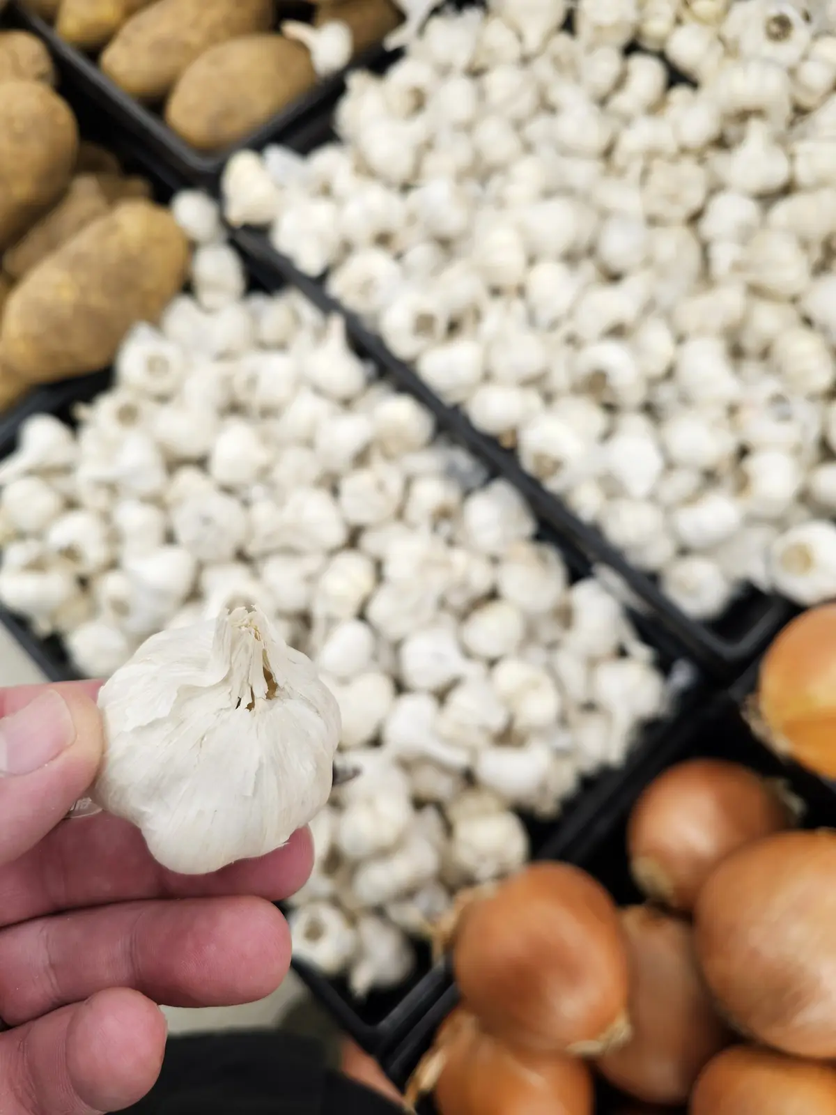 A hand holds a single garlic bulb in front of blurred black bins filled with garlic, potatoes, and onions in a grocery store…