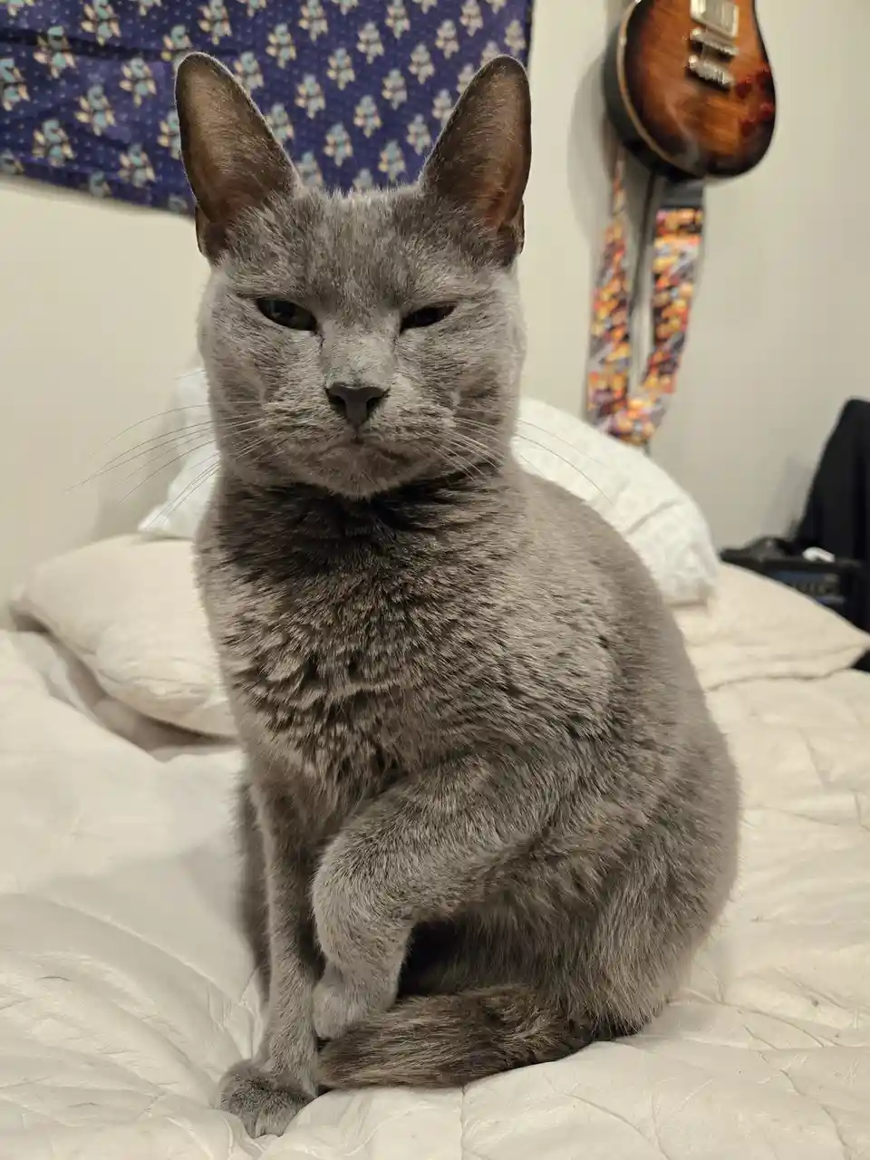 A gray cat with a stern, unimpressed expression sits upright on a white bed, its eyes narrowed and mouth set in a…