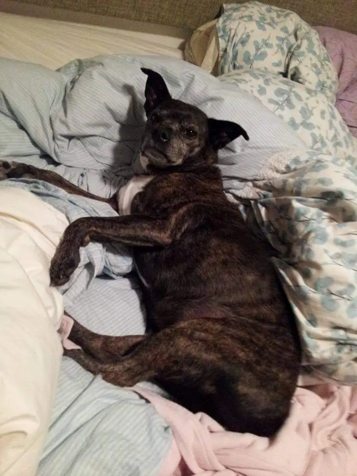 A brindle-coated dog lies sprawled across a rumpled bed with mismatched blankets, looking directly at the camera with a…