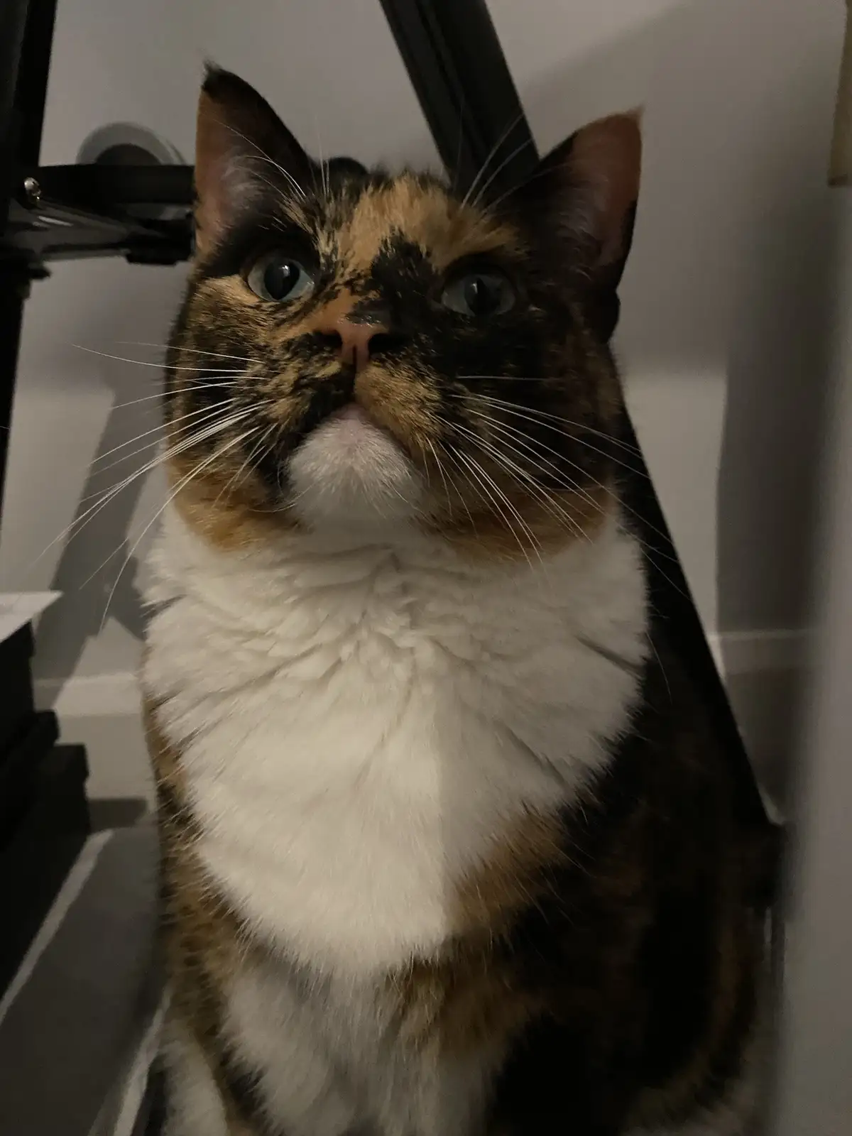 A close-up photo of a calico cat with wide, startled eyes looking upward, its fur patterned with black, orange, and white…