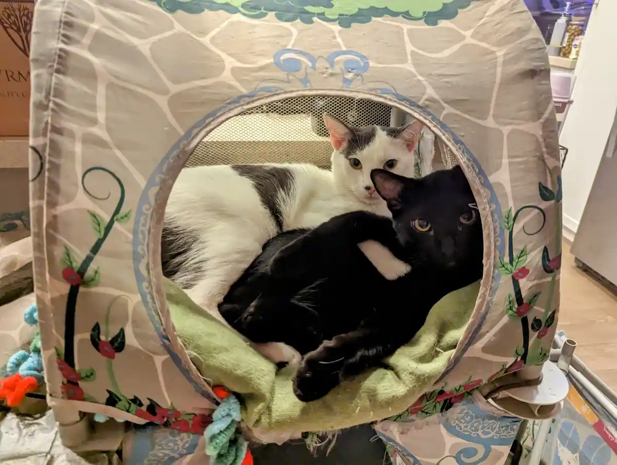 Meet the adorable bonded kitty clowder!