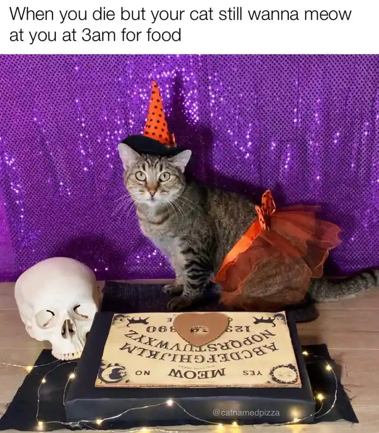 Meowing my way into the shadow realm