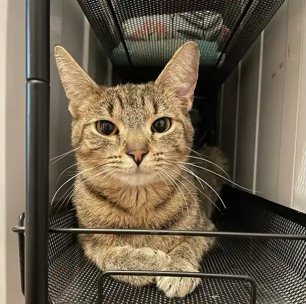 A tabby cat with wide, alert eyes sits calmly inside a black metal mesh filing cabinet drawer, looking directly at the…