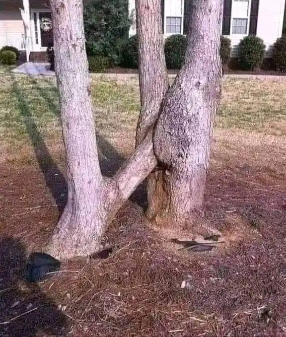 a close-up photo of two tree trunks growing together in a yard, with one trunk bent at an angle to resemble a middle finger…