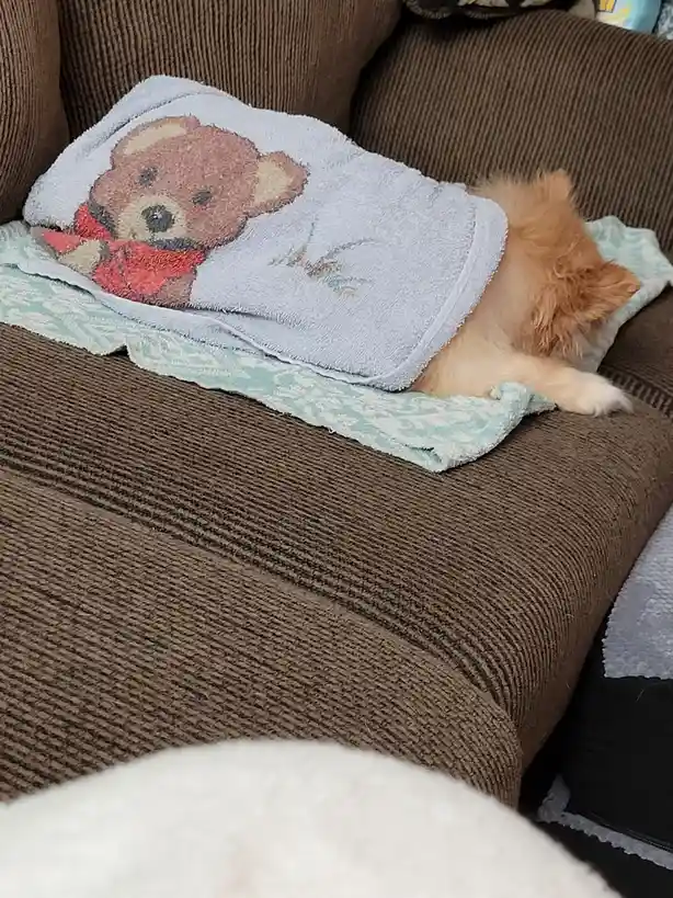 Toby's Spa Day: A Bath to Remember