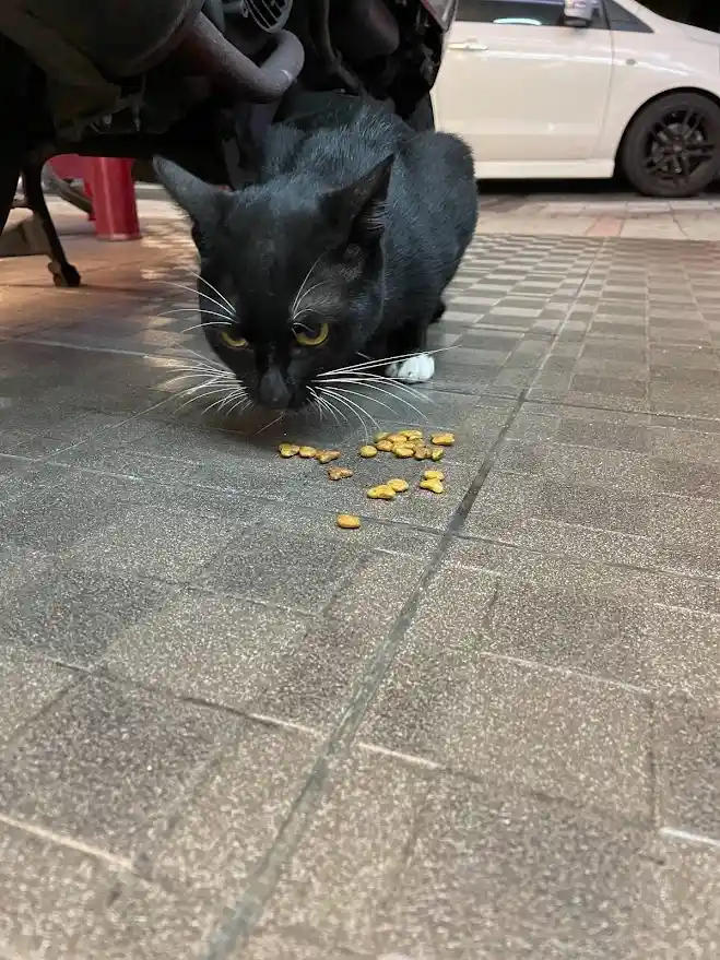 A black cat with white paws is seen crouching on a tiled pavement, intently focused on a small pile of scattered cat food…