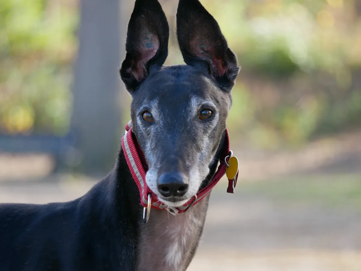 A close-up photo of a greyhound with a red collar and yellow tag, looking directly at the camera with large, alert ears. The…